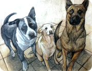Retrato familiar de perros realizado con lápices de colores. Jacob, Shana y Sony.