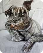 Retrato de perra realizado con lápices de colores. Dana.