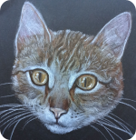 Retrato de gatita realizado a pastel. Eva.