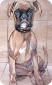 Retrato de perro realizado con lápices de colores. Leo.