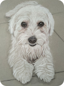 Retrato de perra realizado con lápices de colores. Lluna.