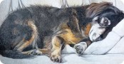 Retrato de perro realizado con lápices de colores. Pol.