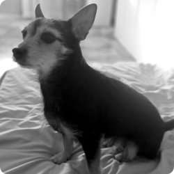 Fotografía de perrita yorkshire terrier tricolor. Ava sentada en su cama. Cuerpo entero en blanco y negro.