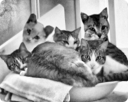 Fotografía familiar gatuna de matrimonio Arnolfini con sus tres hijos en una de sus cunas. Grupal en blanco y negro.
