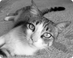 Fotografía de gatita europea tricolor atigrada marron, blanco y gris. Mami nos mira acostada en el suelo. 1er plano en blanco y negro.