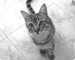 Fotografía de gatito europeo atigrado gris. Mano pidiendo atención sentado en el suelo. Plano picado superior en blanco y negro.