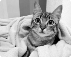 Fotografía de gatita europea atigrada gris. Mikky en su cama. 1er plano en blanco y negro.